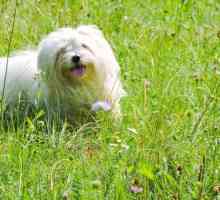 Noce nero e altri trattamenti a base di erbe filariosi sicuri per il mio cane