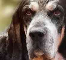 Bluetick profilo coonhound razza - la scelta di un coonhound Bluetick