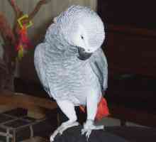 Bailey turbolento: un incredibile pappagallo africano grigio