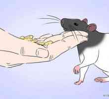 Bonding con i tuoi ratti: una guida per principianti