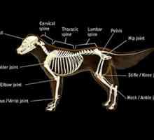 Malattie delle ossa nei cani e cuccioli crescono