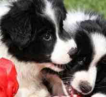 Border Collie cane nomi: i nomi cool per border collie cani di razza