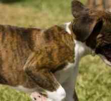 Nomi di cane Boxer: i nomi cool per i cani di razza boxer