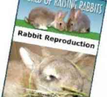 Conigli di razza