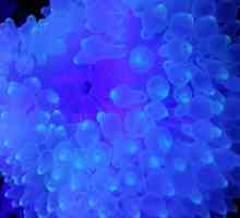 Anemone Bubbletip: una semplice guida la cura per acquari marini