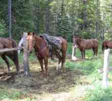 Addestramento del cavallo - quando è l`abuso disciplina?