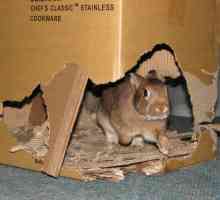 Costruire un castello di cartone per il vostro coniglio