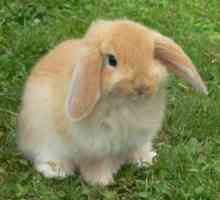 Guida Bunny razza: mini lop / holland lop i conigli