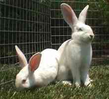 Bunny guida razza: new zealand coniglio bianco