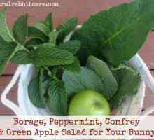 Bunny insalata ricetta: borragine, menta piperita, consolida e mela verde