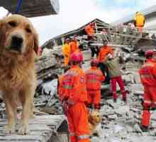 I cani possono prevedere i terremoti? La risposta