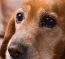Posso dare il mio cane aspirina per l`artrite e dolori articolari?