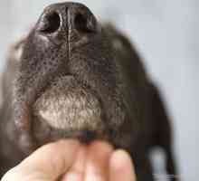 Può malattia di Lyme nei cani sparsi per la gente?