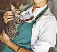 Può coccole con i gatti del riparo migliorare la loro salute?