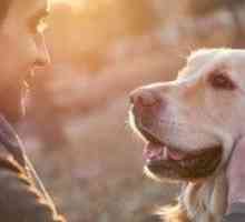 Innovazione Cancer: le probabilità di migliorare per i cani con emangiosarcoma