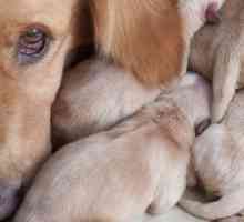 Canine hydrops materna: una condizione potenzialmente mortale sappiamo troppo poco