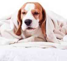 Malattie respiratorie Canine 101: i cani prendono il raffreddore?