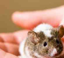 Prendersi cura di un mouse: le basi