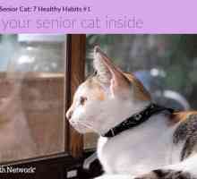 Prendersi cura di un gatto anziano: 7 abitudini sane