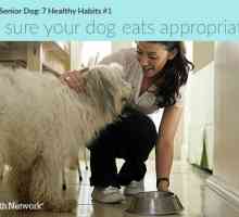 Prendersi cura di un cane anziano: 7 abitudini sane