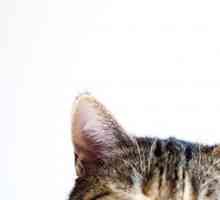 La cura per le orecchie del vostro gatto