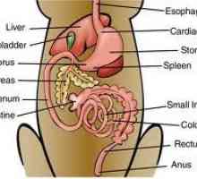 Sistema digestivo Carnivore