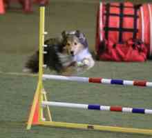 "Carry on" concorrenti del cane AKC 2016 agilità campionati nazionali
