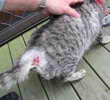 Cat ascesso o lotta gatto ascesso - sintomi e trattamento