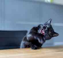 Il linguaggio del corpo del gatto: spasmi coda e il mento sfregamento