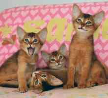 Foto del gatto di razza - immagini di gatti abissini