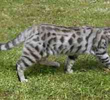 Foto del gatto di razza - immagini Bengal cat