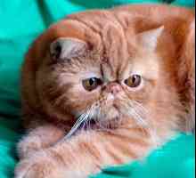 Foto del gatto di razza - immagini Exotic Shorthair gatto