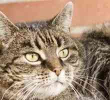 Farmaco Cat filaria: come selezionare meds filaria per il vostro gatto