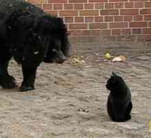 Gatto si aggira nella recinzione orso e trova nuova migliore amica