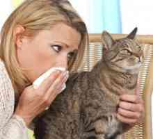 Gatti e allergie: un primer
