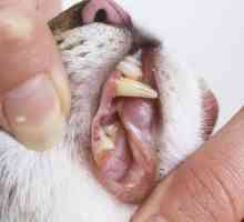 Gatti e malattie gengivali: quello che c`è da sapere