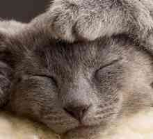 Gatti e il sonno: quello che c`è da sapere