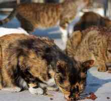 Spese respinto contro custode gatto selvatico: gatti saranno alimentati