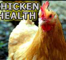 Malattie di pollo e problemi di salute