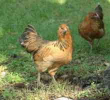 Polli: migliori cortile deposizione delle uova di gallina razze