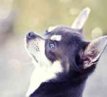Chihuahua informazioni della razza: sensale doggie
