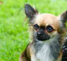 Nomi Chihuahua: maschio, femmina, carino, e messicano
