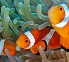La scelta di un pesce pagliaccio e un anemone di mare