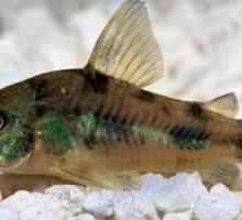 La scelta di un pesce gatto Corydoras