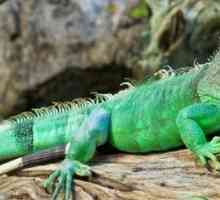 La scelta di un iguana verde