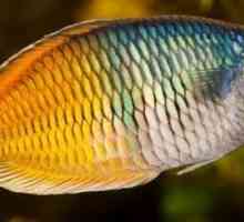 La scelta di un pesce arcobaleno