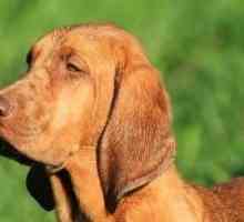 La scelta di un coonhound redbone