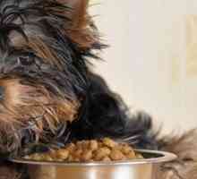 Tempo Chow: una guida per l`alimentazione del vostro cane