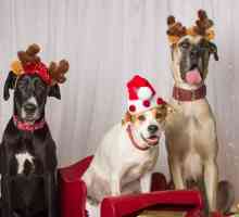 Christmas Countdown: cani e gatti che celebrano le feste
