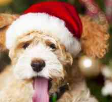 Cibi di Natale che fanno male per i nostri cani
